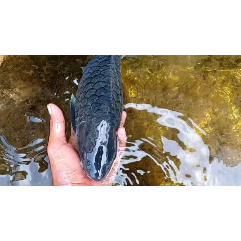 Tor tambroides kalimantan