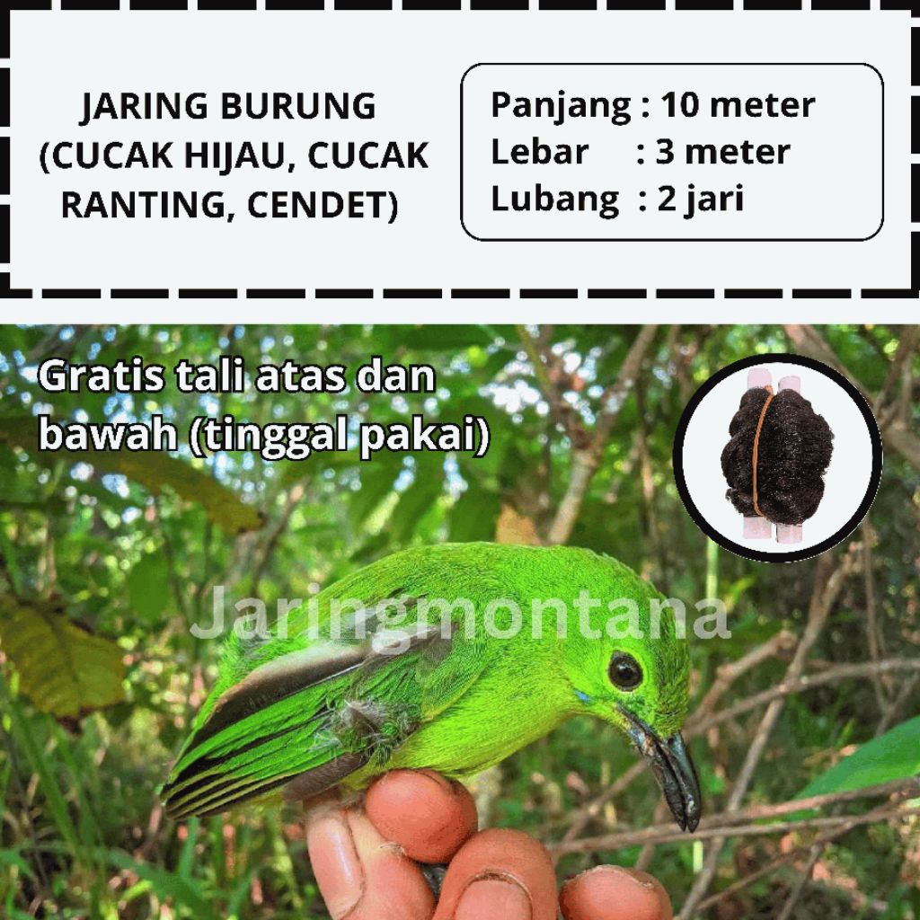 JARING CUCAK IJO JEBAKAN BURUNG KACER PERKUTUT 10 METER SUDAH SIAP PAKAI