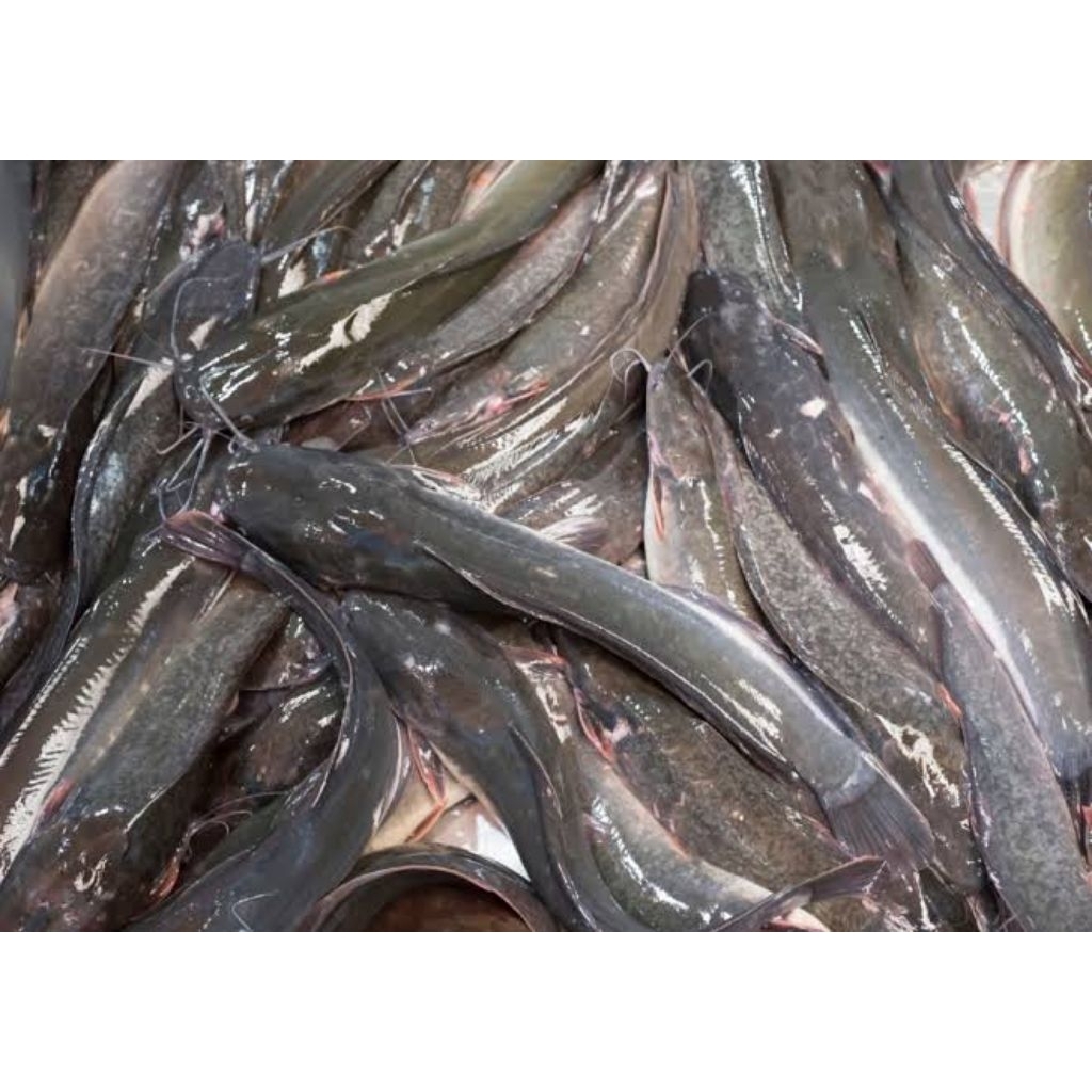 

IKAN LELE SEGAR FRESH 500GR