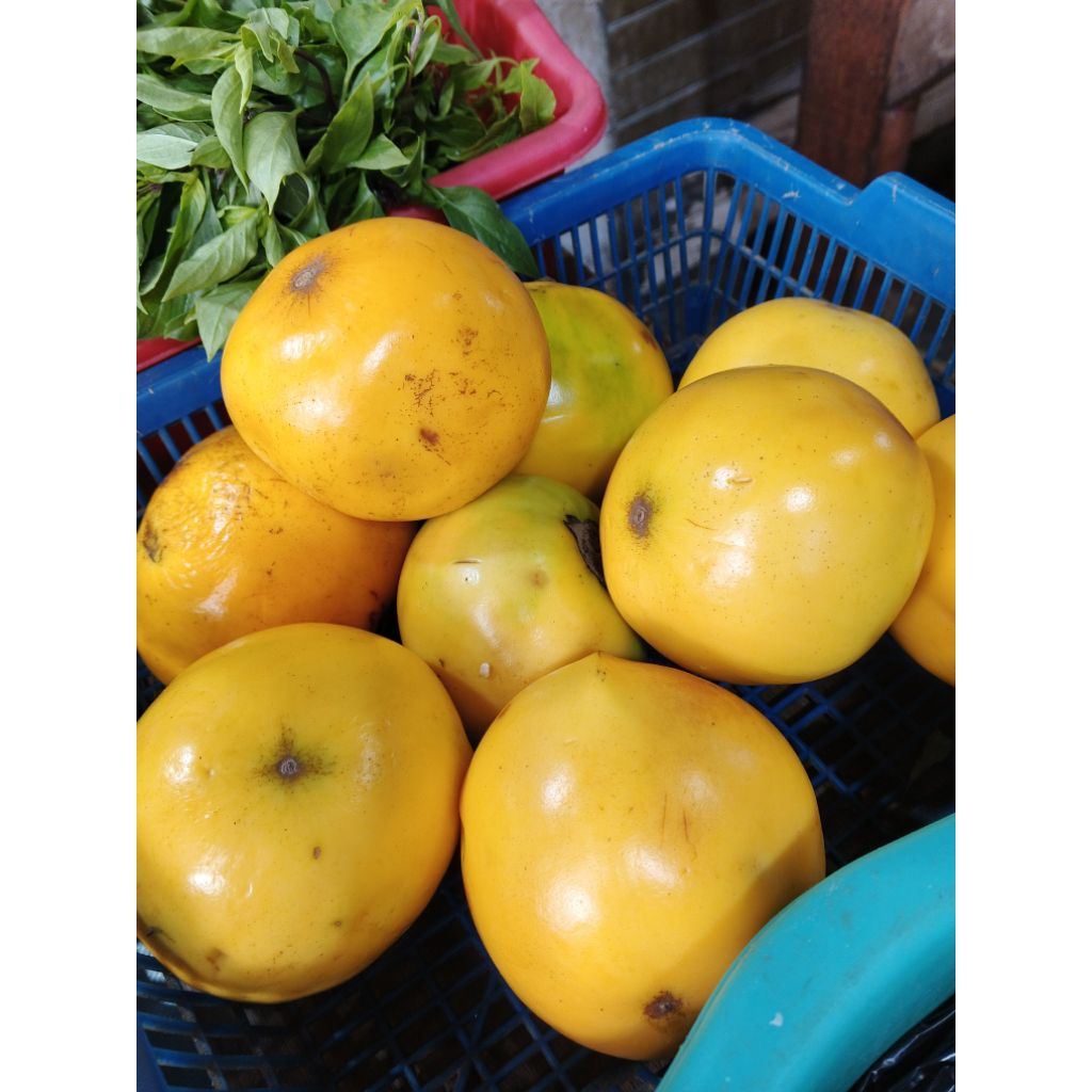 

terong asam kalimantam