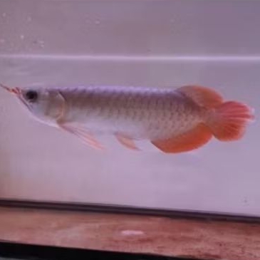 Arwana Red Tail Golden Size 20Cm Good Quality Hiasan Aquarium