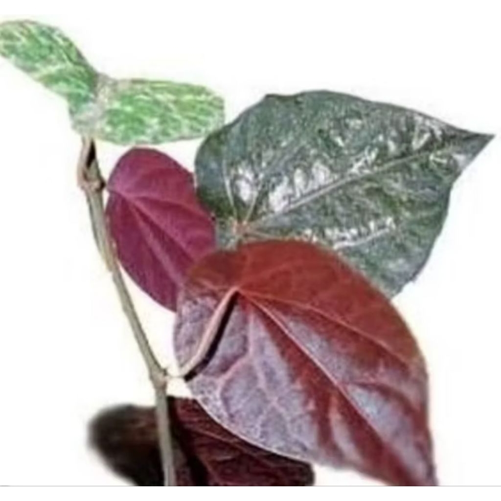 

Daun sirih merah segar 10lembar