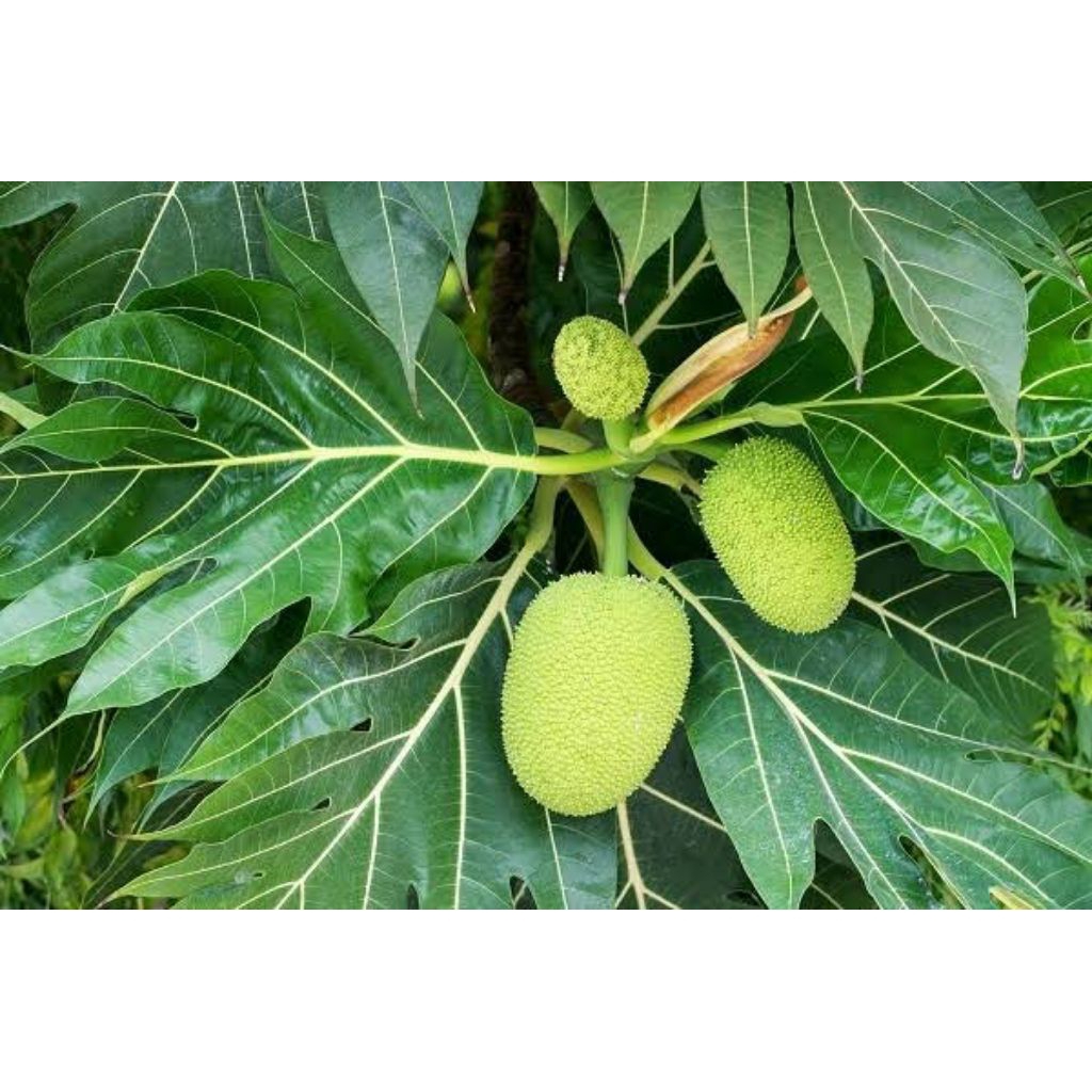 

Daun sukun fres herbal baru petik untuk mengatasi penyakit ginjal dan lain lain