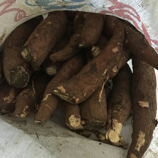 

1 Kg Singkong Mentega Mentah Fresh Singkong Kuning