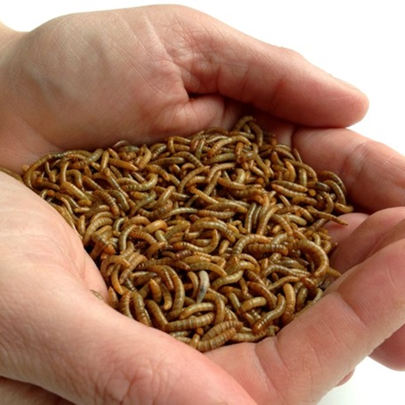 Ulat Hongkong Pakan Burung pakan ikan Cirebon