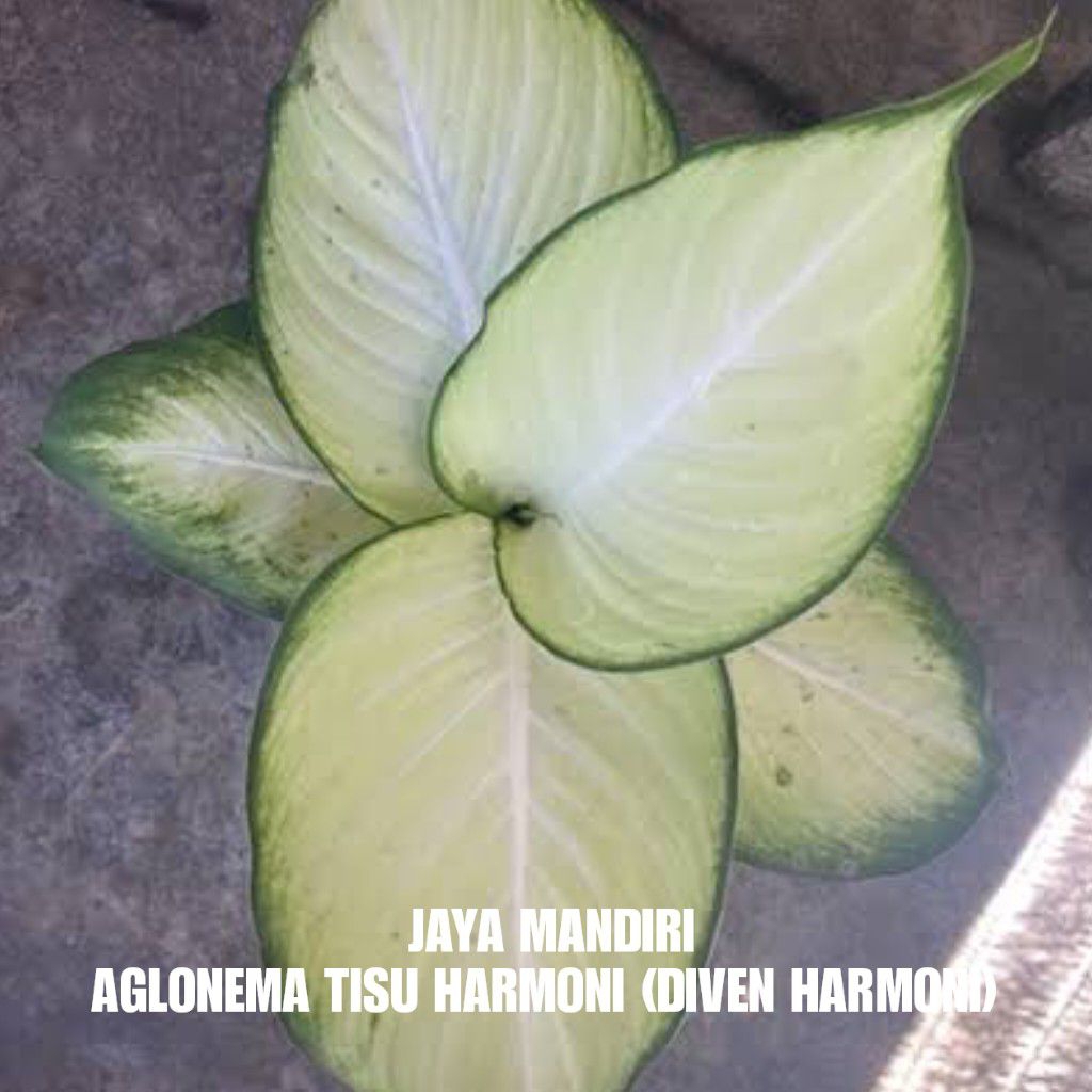 AGLONEMA HARMONI SUPER (DIVEN HARMONI) TISU HARMONI