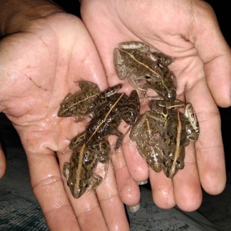 Katak sawah 40 ekor / Kodok sawah pakan ikan / umpan pancing Cirebon