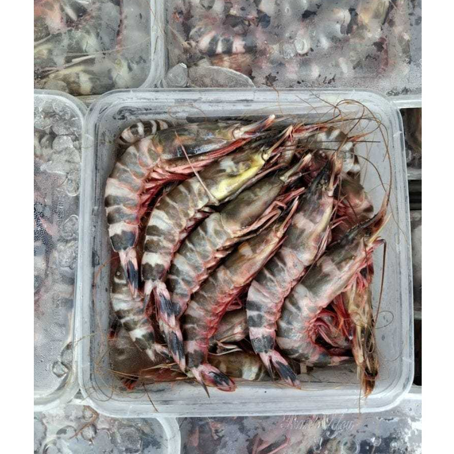 

Udang windu tiger / Udang loreng windu / windu udang loreng box 1 kg