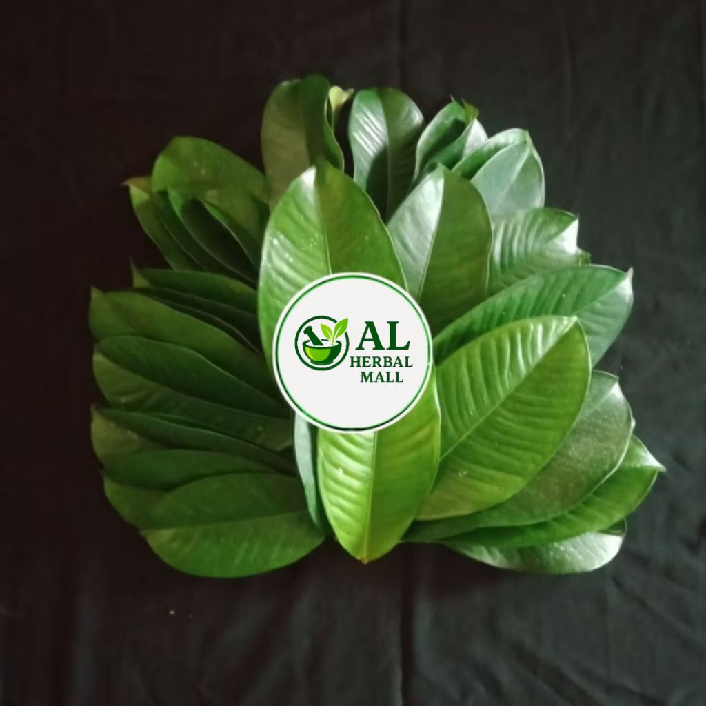 

Daun Manggis Pres Segar 1Kg Petik Lansung