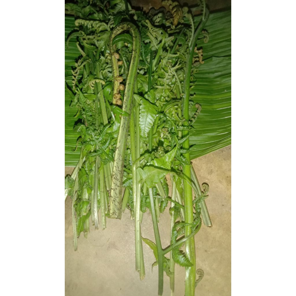 

daun pakis segar 500g has sunda