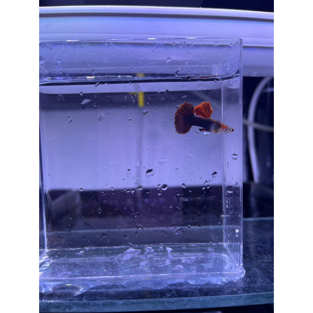 Hb Red Rosetail Couliflower