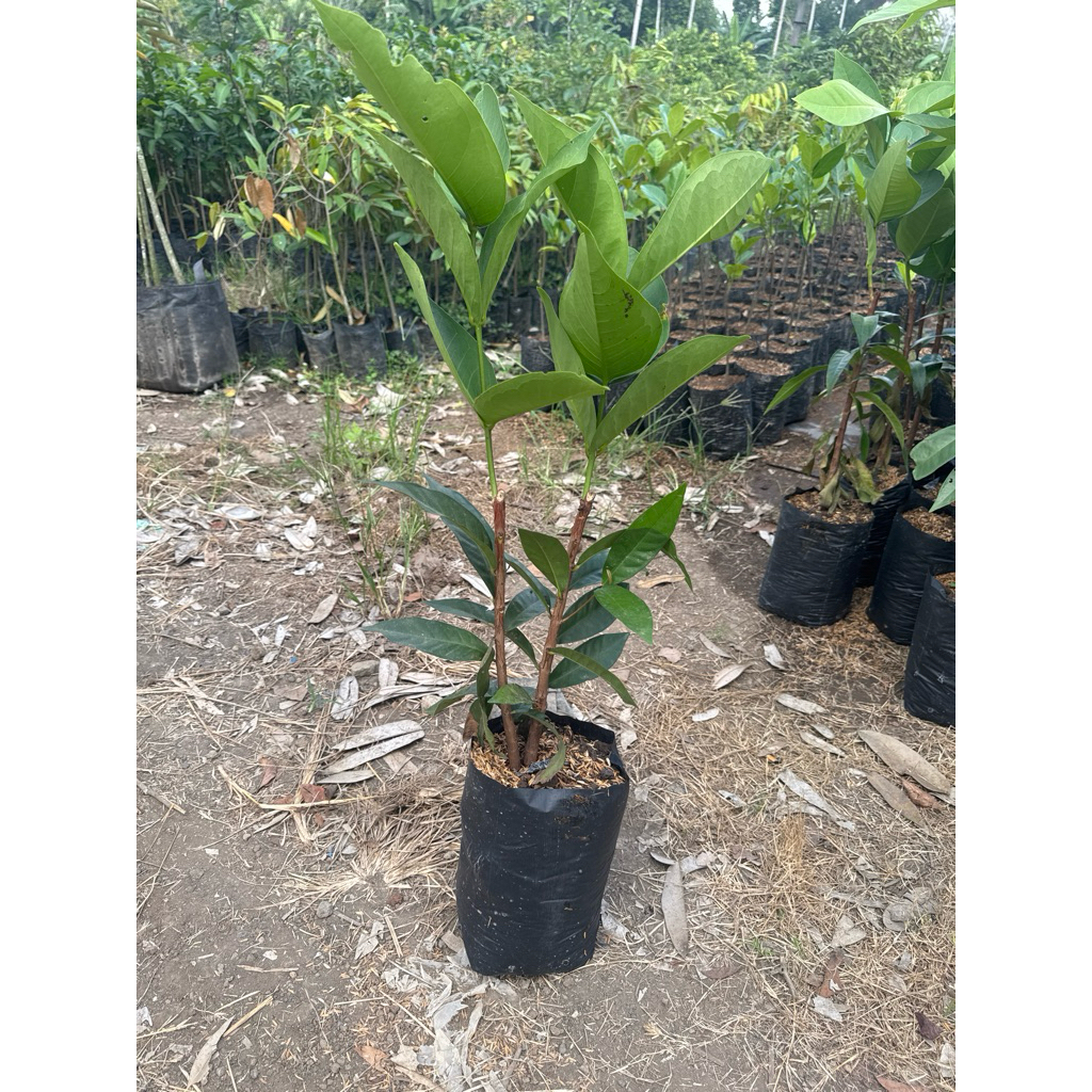 

Jambu air green giant
