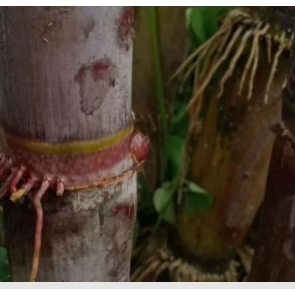 

Tebu hitam tiwu jumbo,buat pencernaan lancar dll