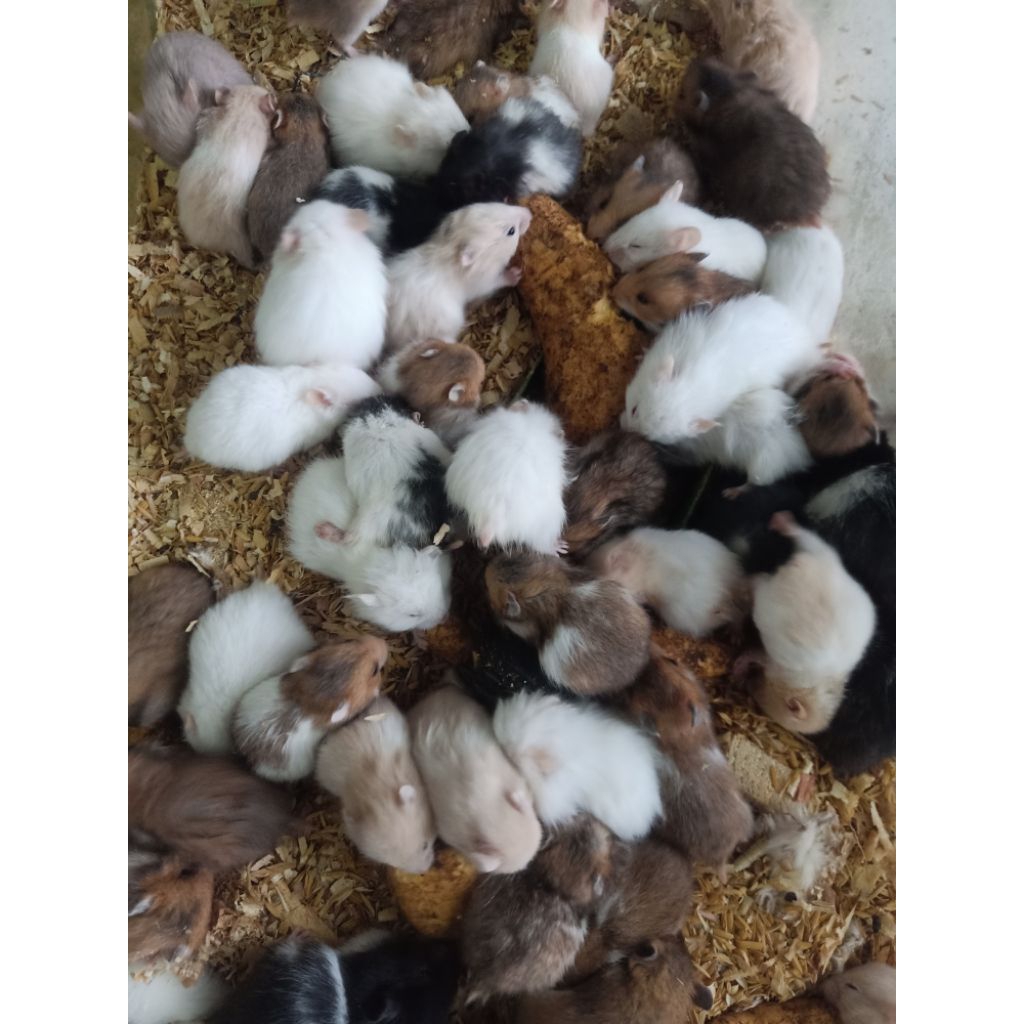 Hamster siria anakan