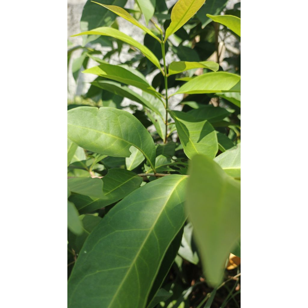 

Daun salam segar 30 lembar