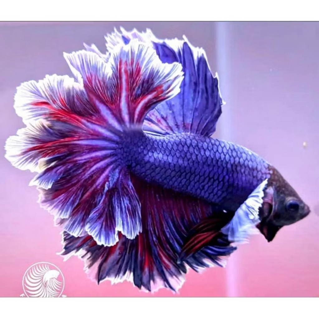 Cupang Halfmoon Genetic Rosetail Blue