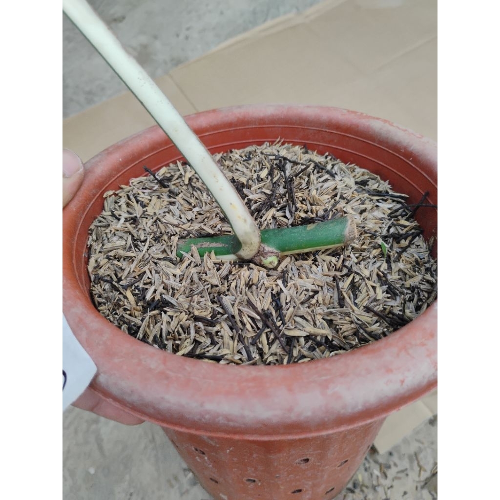 Tanaman hias Philodendron Monstera Varigata halfmoon