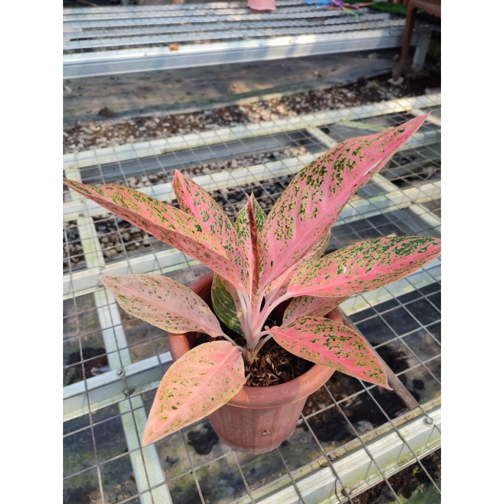 Aglaonema Tamara