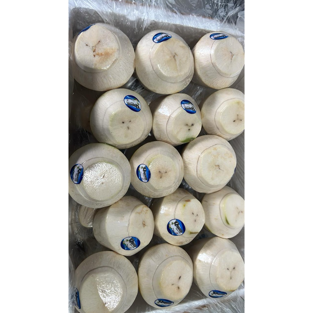 

Degan Jelly Merk Queen Size Kecil READY Stock langsung kirim