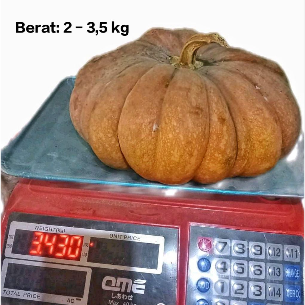 

Waluh Labu Kuning Murah Berkualitas Berat 2,2 - 3,5 Kg