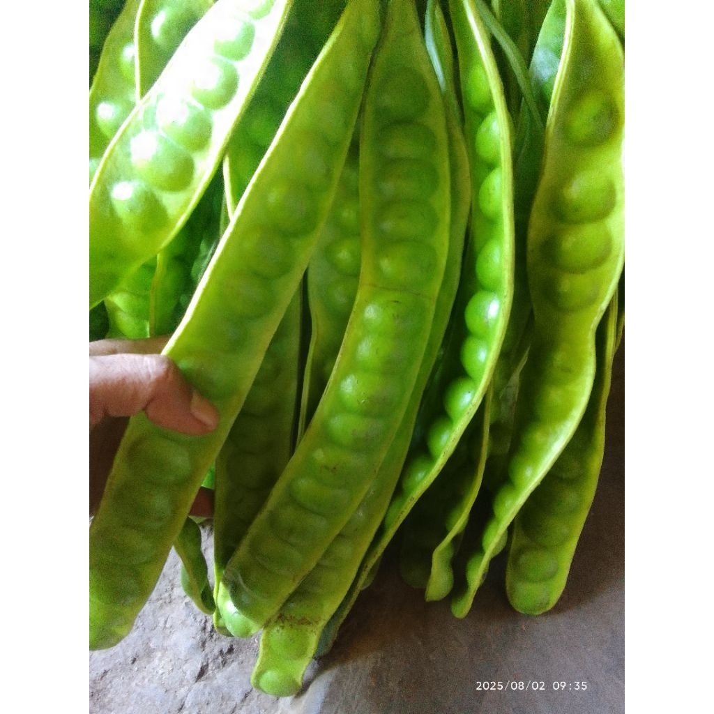 

pete feres seger per 10 keris ataw papan