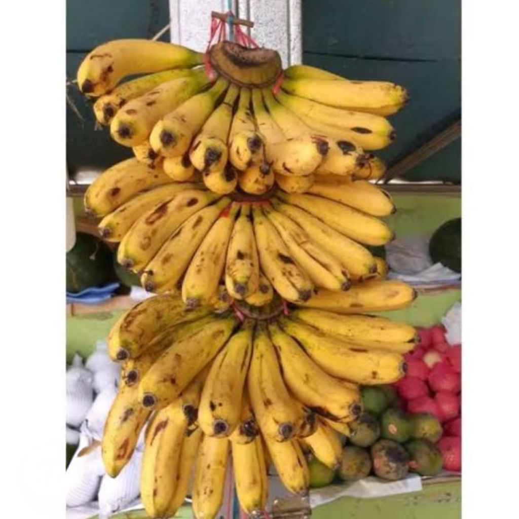 

BUAH PISANG BARANGAN MEDAN 1 SISIR