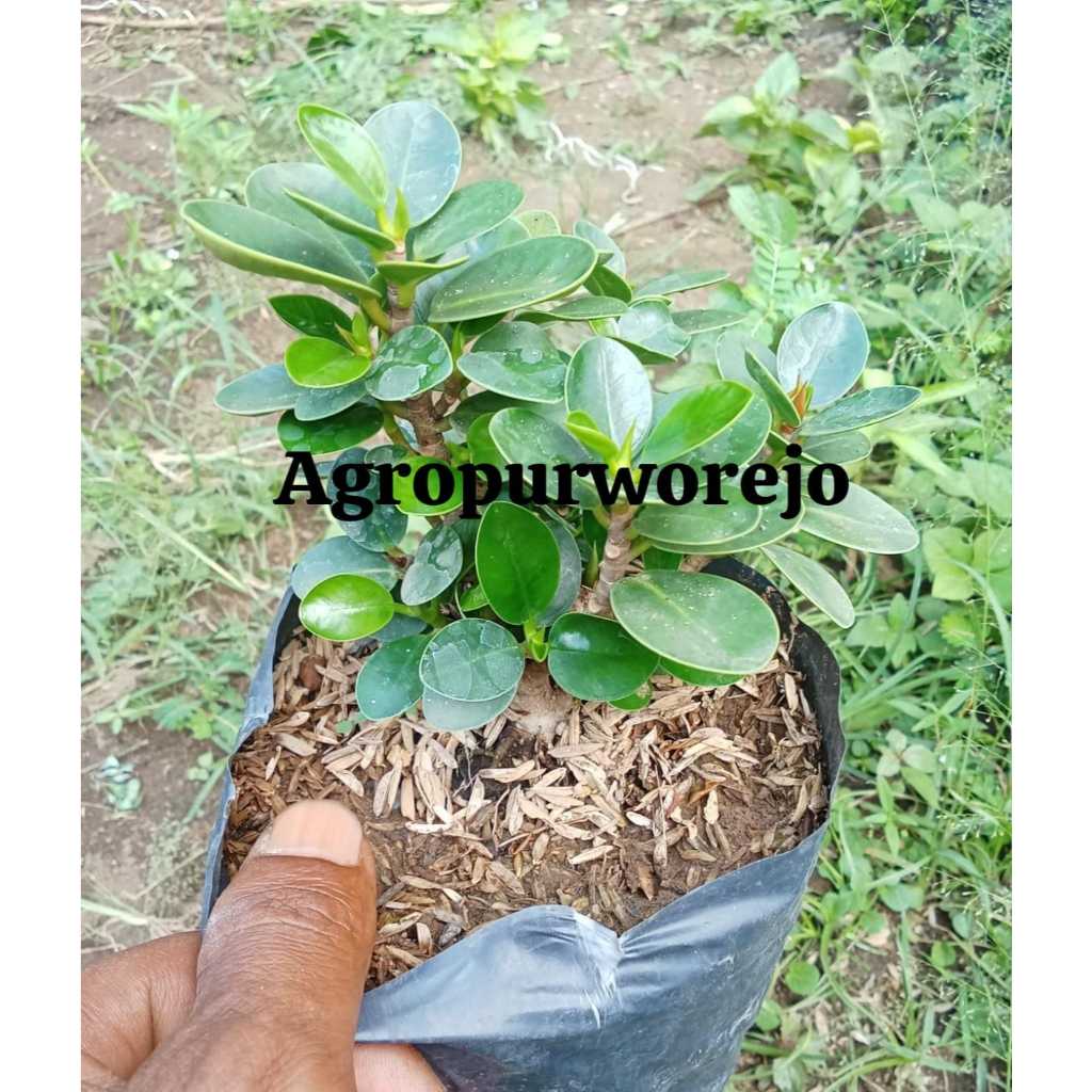 Cangkok-Bibit tanaman Beringin Dolar mikro /Dolar mangkok Cocok untuk Bonsai