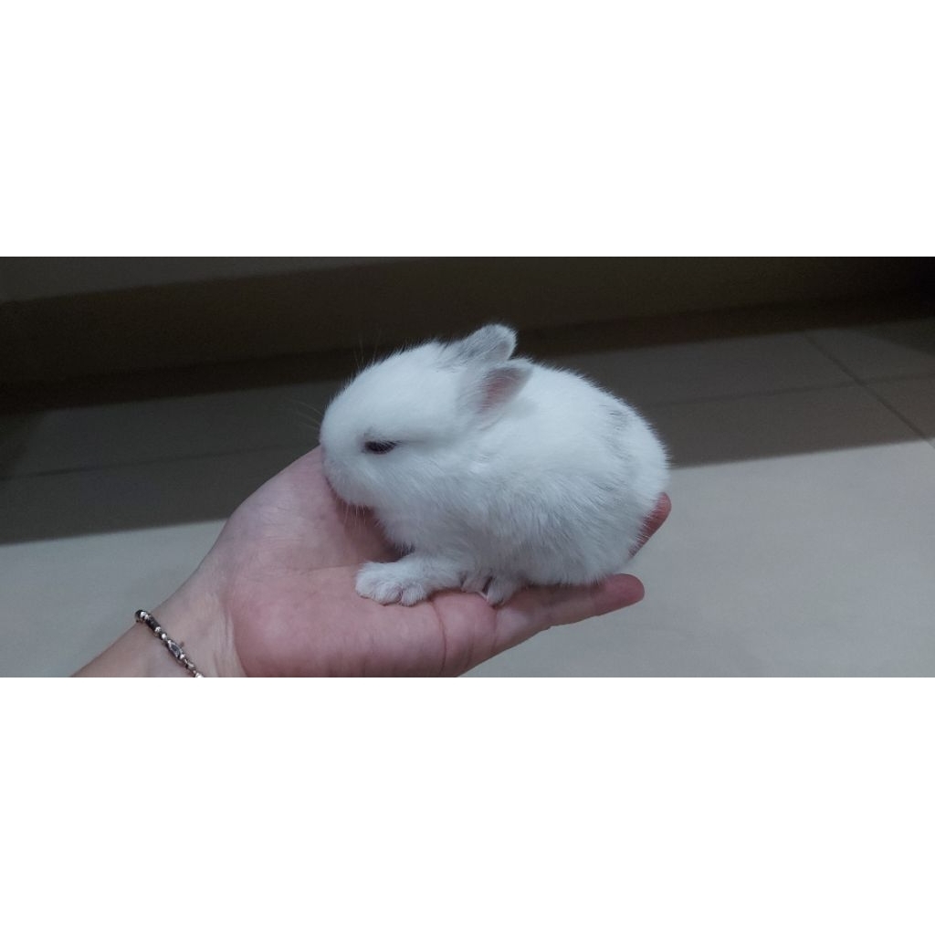 Kelinci Holland Lop/Netherland Dwarf; Kelinci HL/ND/ Kelinci Mini/ Kelinci Kecil/ Kelinci Hias, BONU