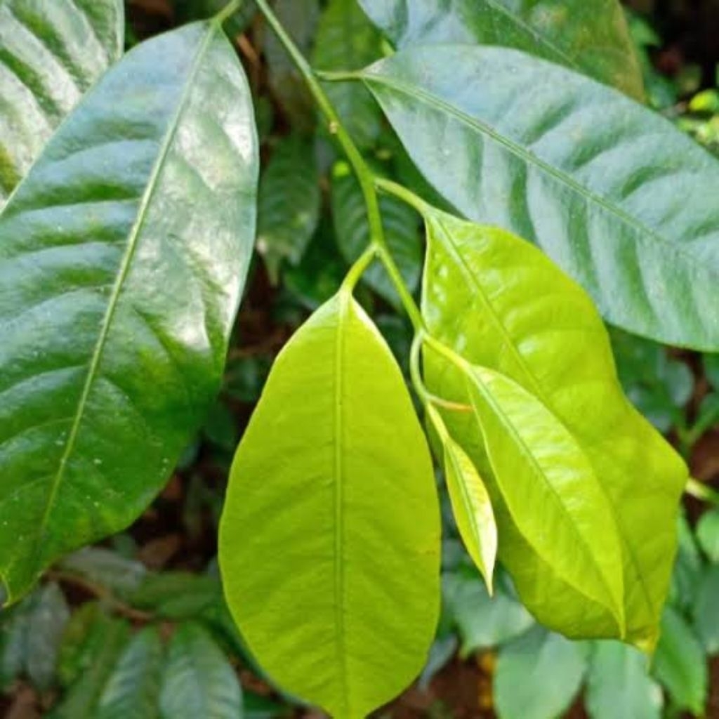 

daun pala banyak khasiat manfaat untuk kesehatan dan kecantikan kulit 100 lembar