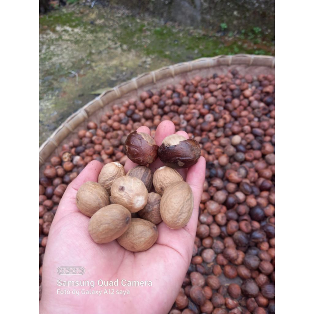 

biji pala kupas bulat super 1kg