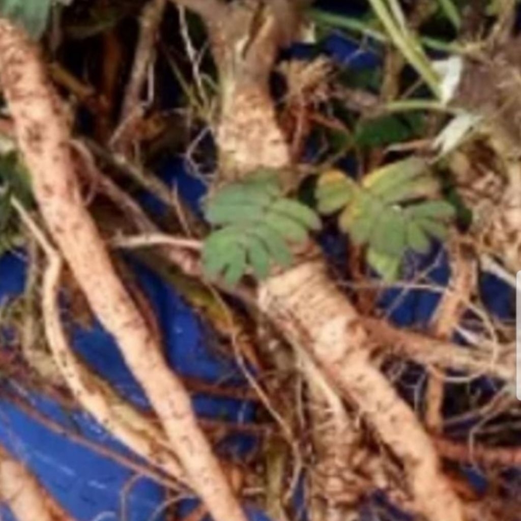 

500gram akar Putri malu akar segar bersih