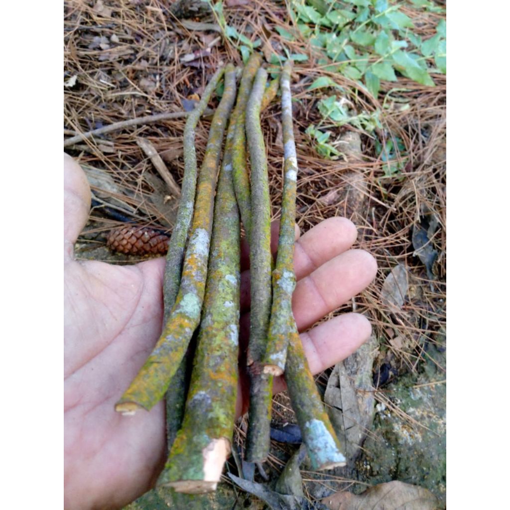 tangktringan burung kecil ranting kayu 1 pcs