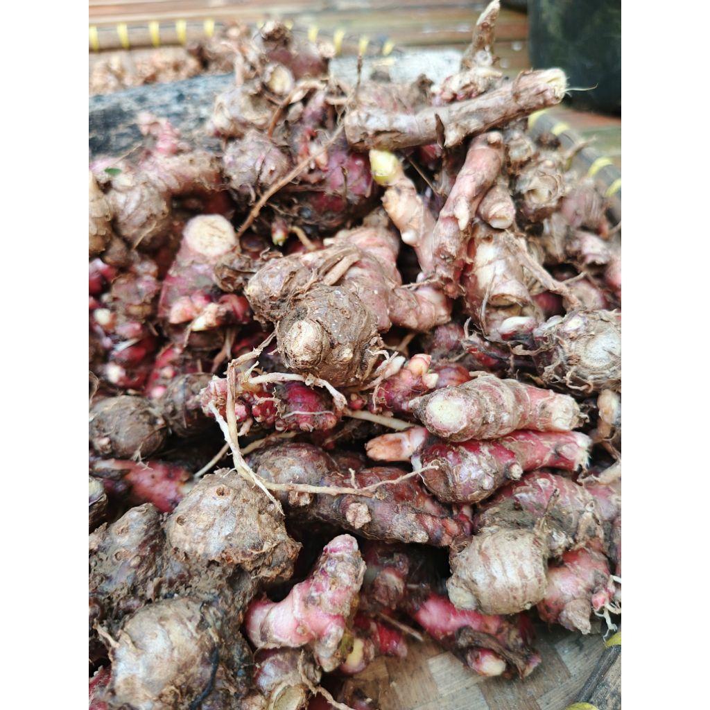 

jahe merah 100gr segar siap kirim