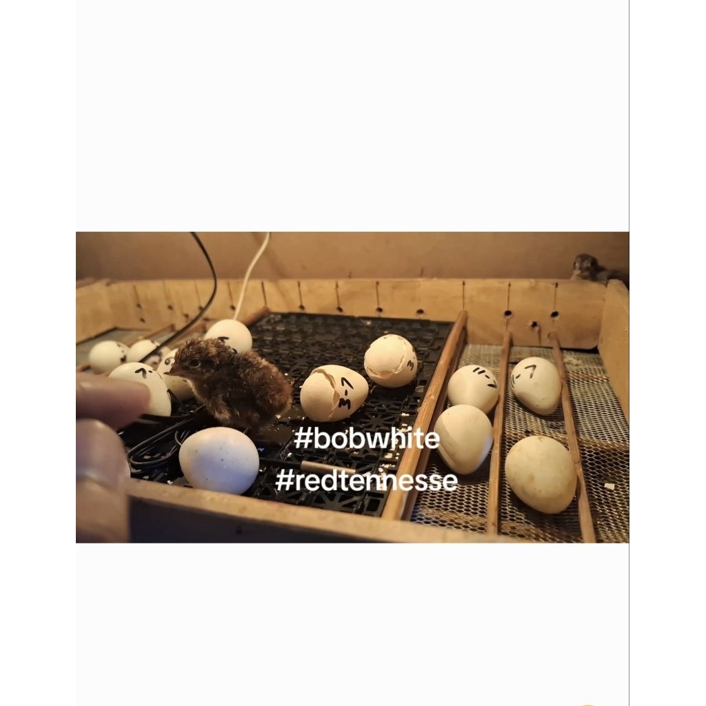 Telur puyuh bobwhite puyuh hias