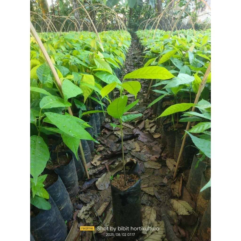 

bibit kakao mcc02 non stek