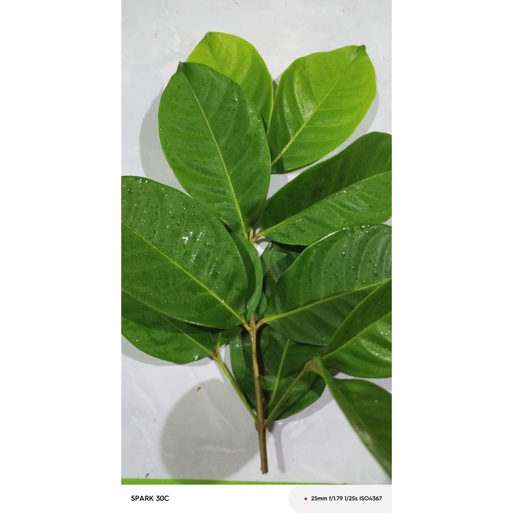 

Daun Salam Fresh Isi 100g