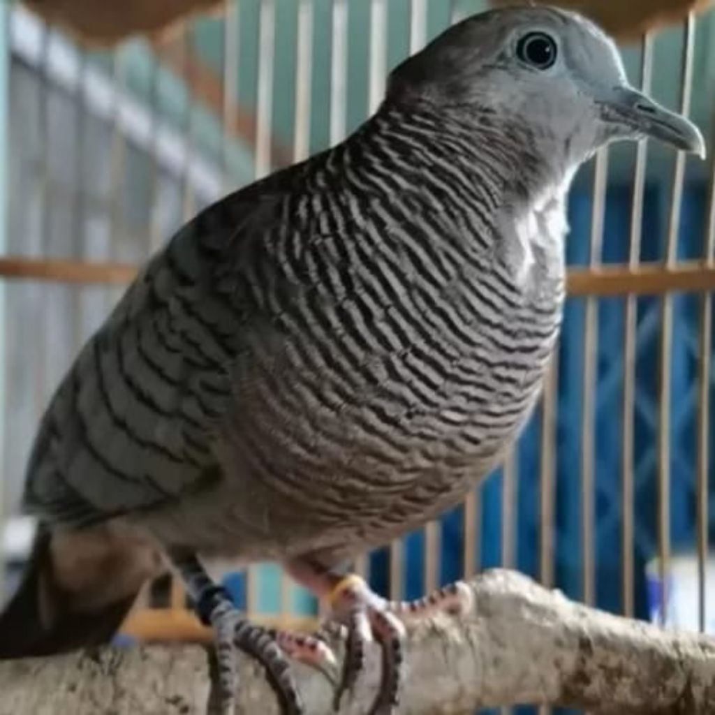 perkutut Maja pahit dewasa