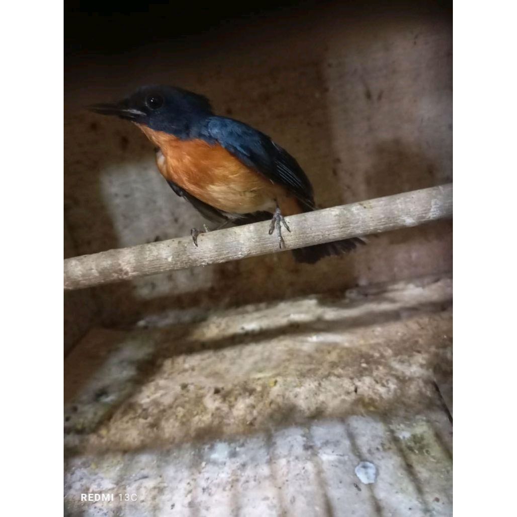 tledekan gunung Sumatra