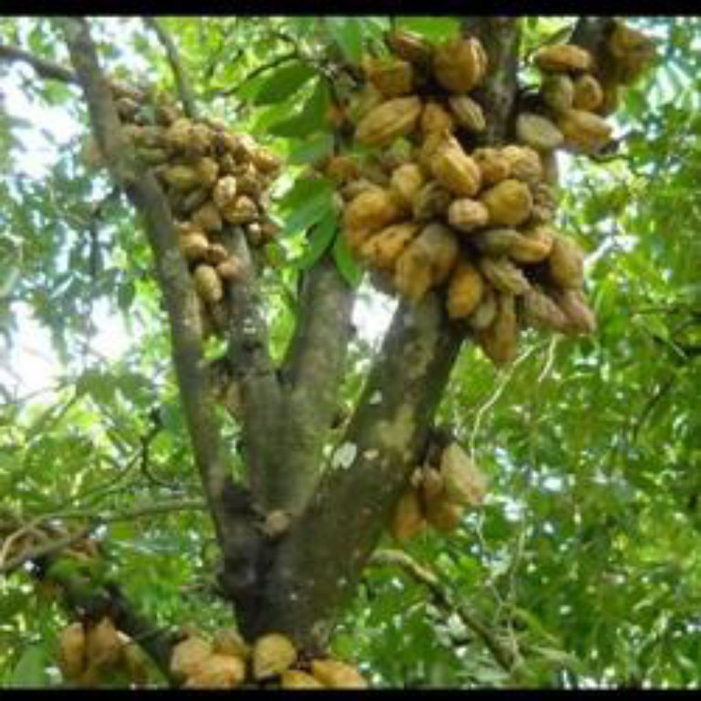 

buah namnam pokih pukih harga perbiji 5000