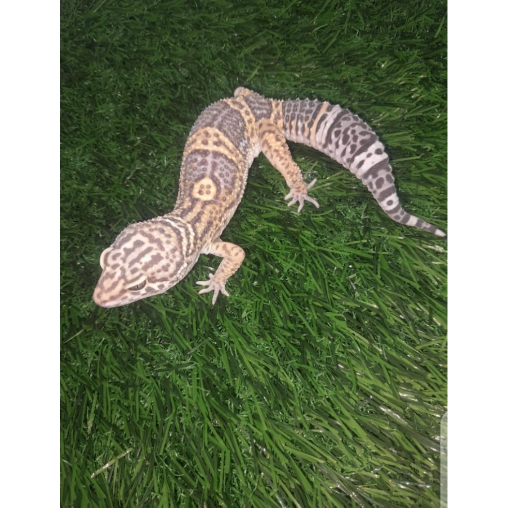 gecko leopard black night makan jangkrik motif cakep