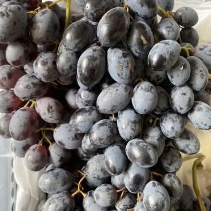 

Buah Anggur Black Autumn Super Manis Anggur Hitam Sweety High Quality 1 kg Dengan Kualiti Terbaik