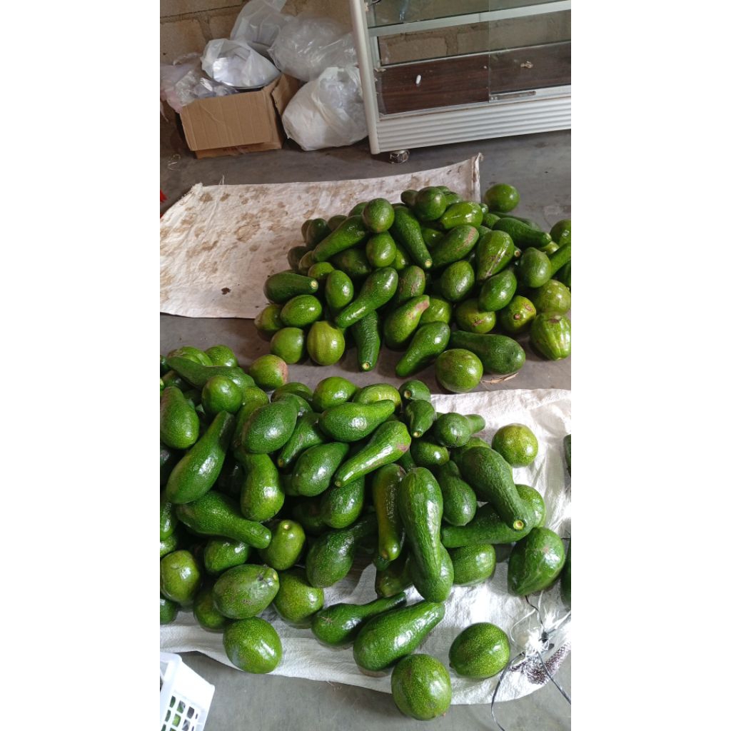 

Alpukad Mentega Lampung