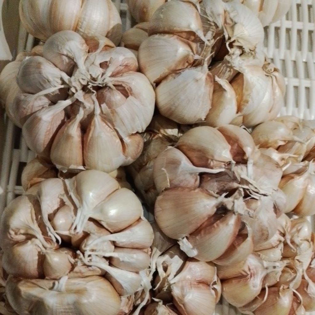 

Bawang Putih Honan/Banci 1 kg