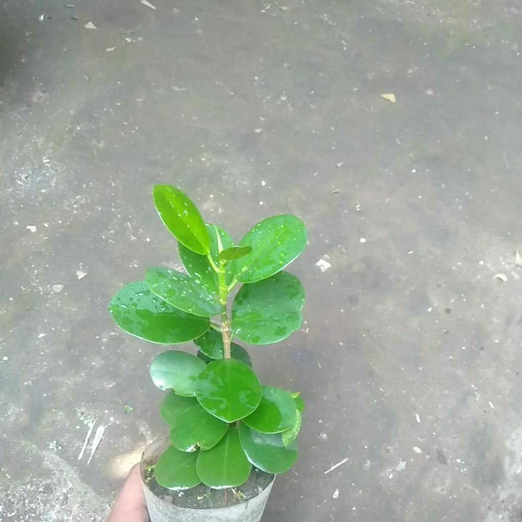 Tanaman Hias Beringin Dolar - Bahan Bonsai - Bonsai Dolar - Ficus