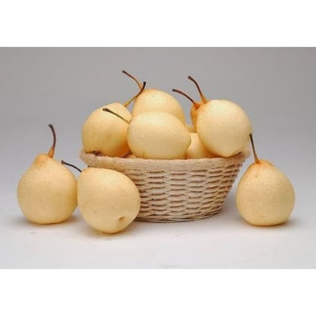 

PIR YALI MANIS SEGAR