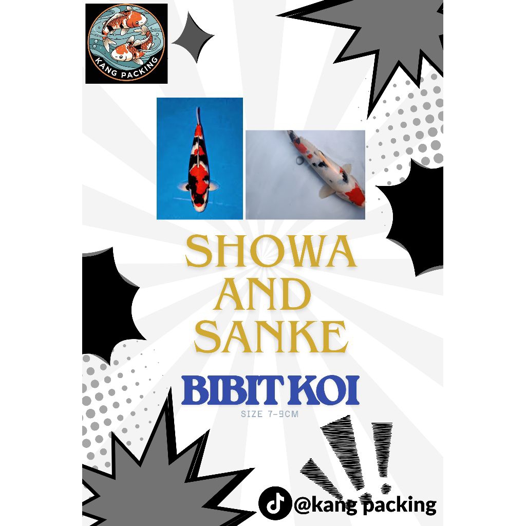 BIBIT KOI SHOWA SANKE UKURAN 7-8CM MIX SHOWA SANKE  5 EKOR