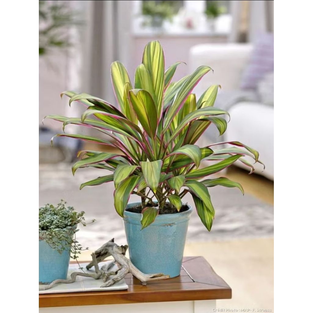 Kembang Desa - Bibit tanaman hias andong tricolor