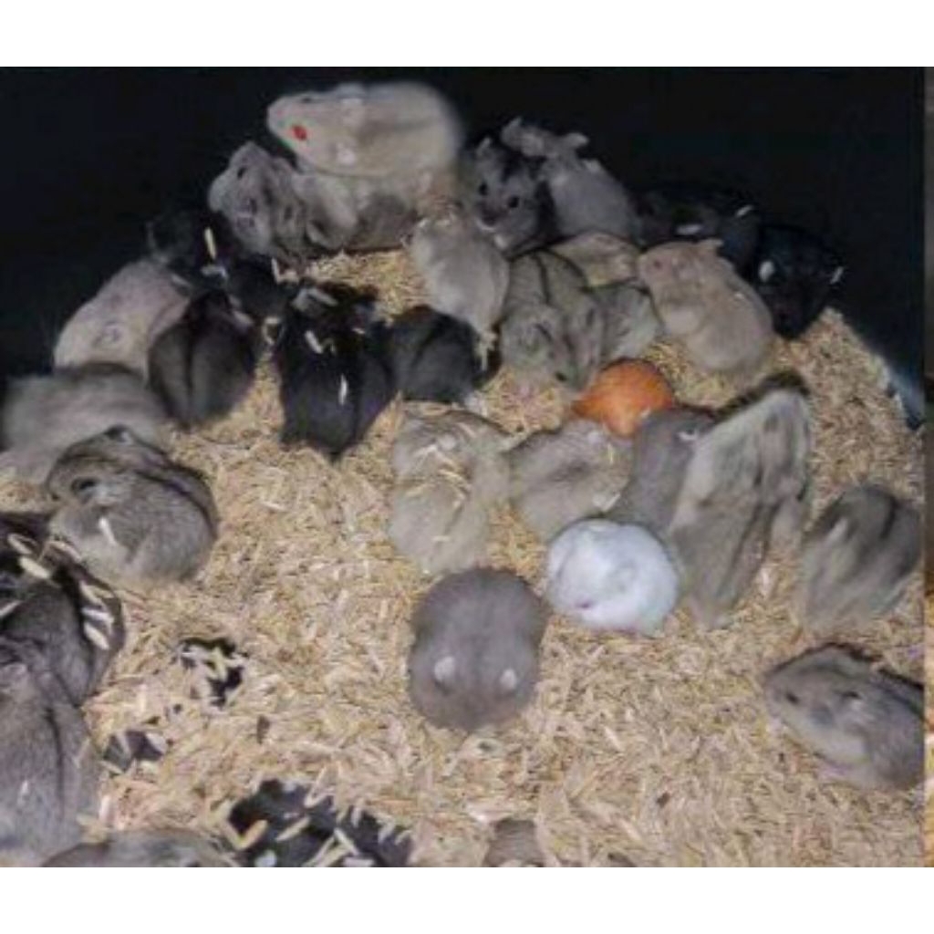 Mainan Anakan Hamster Campbell polosan ( SE pulau Jawa )