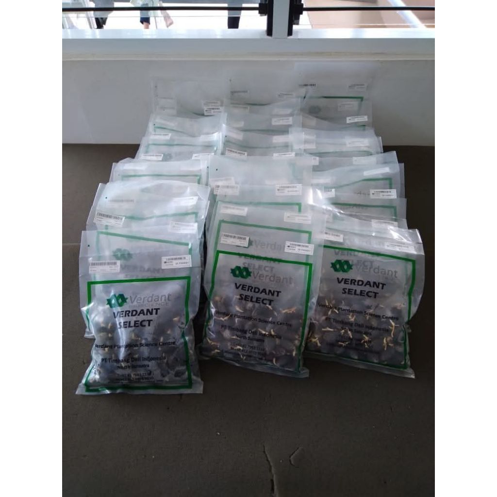 kecambah bibit verdant select unggulan