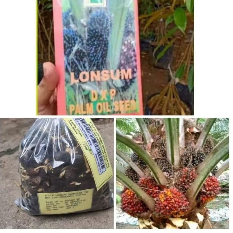 kecambah bibit sawit lonsum unggulan